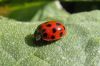 Ladybug II